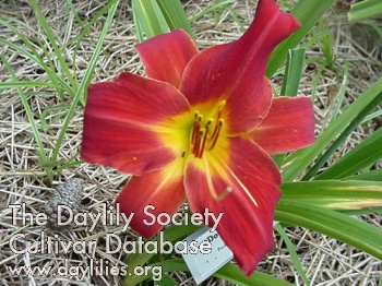 Daylily Douglas Dale
